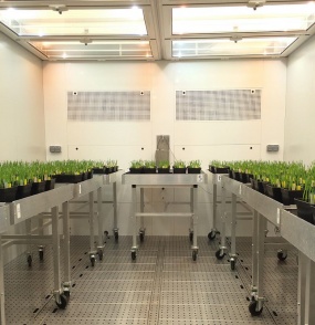 Поставка климатической камеры роста растений "WALK-IN" FITOCLIMA 23.000