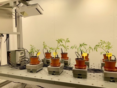Фенотипирование в камерах роста растений ARALAB
